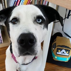 Meet your Posher, Melisa